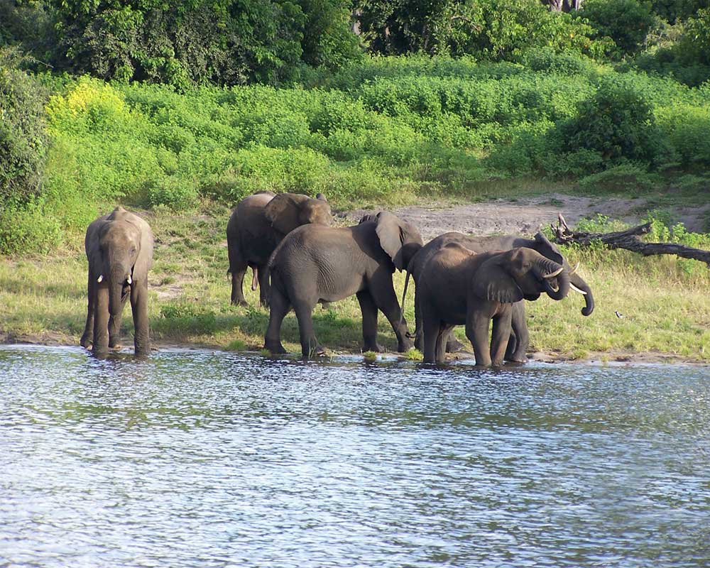 Elephant Watching at Jaldapara Wildlife Sanctuary