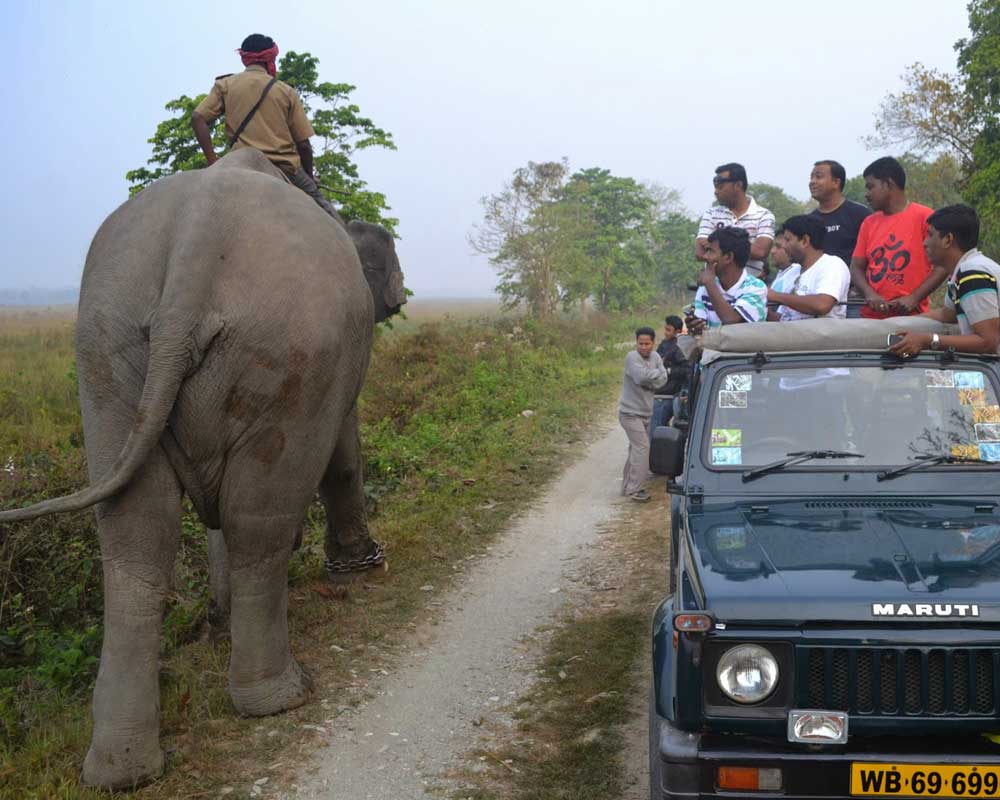 Jaldapara Wildlife Jeep Safari