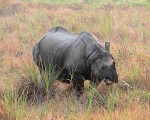 Indian one horned Rhinos