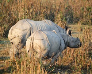Indian one horned Rhinos