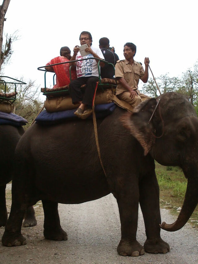 The Famous Jaldapara Wildlife Elephant Safari Ride