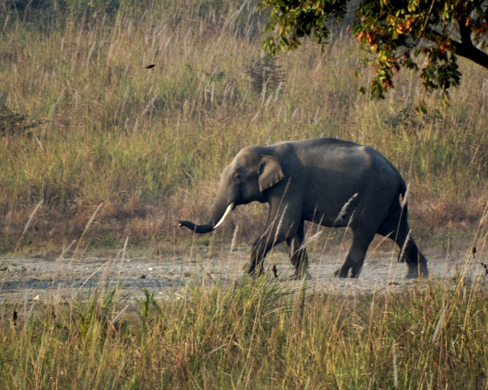 Jaldapara Flora and Fauna