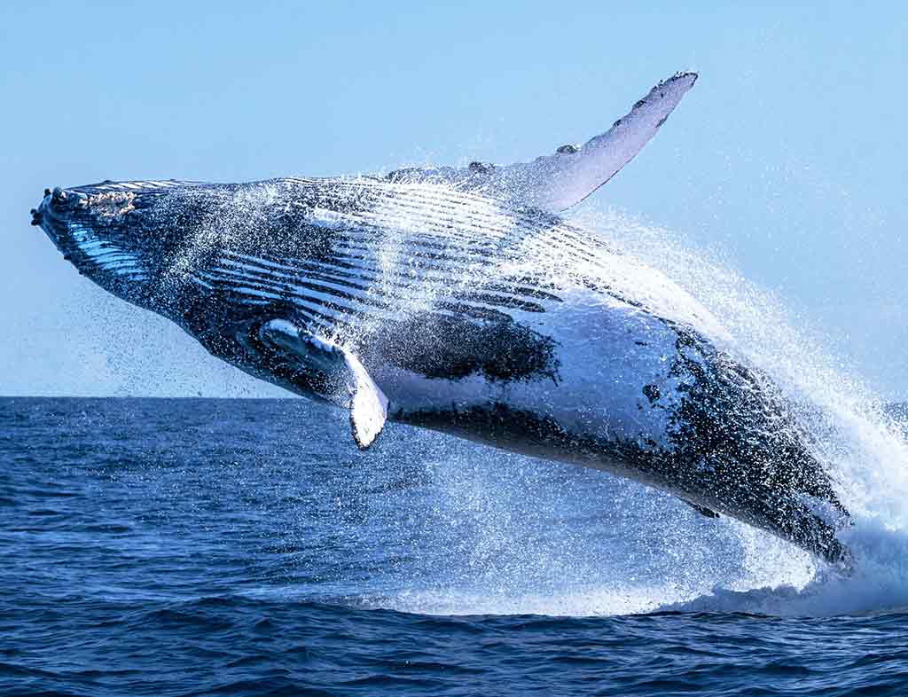 Whale, The Majestic Giants