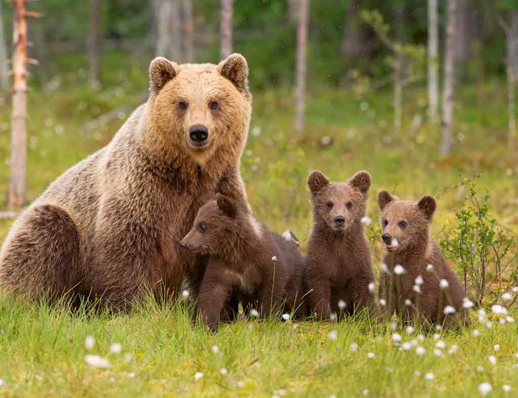 North America Grizzly Bear