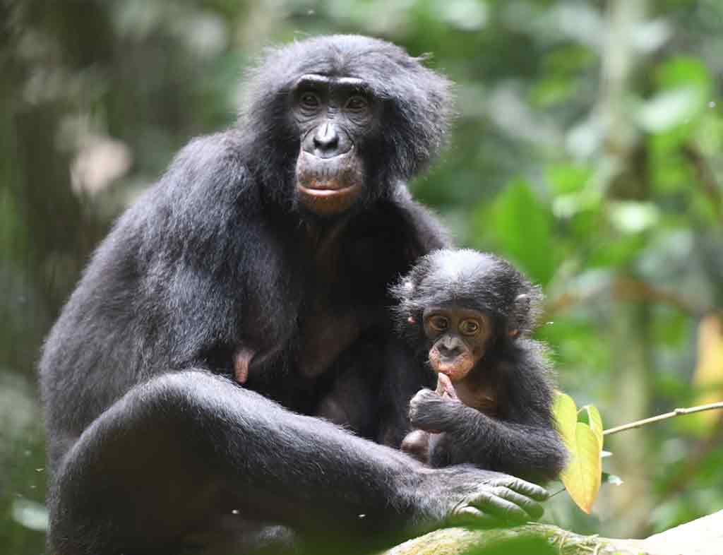 Bonobo, The Peaceful Primates