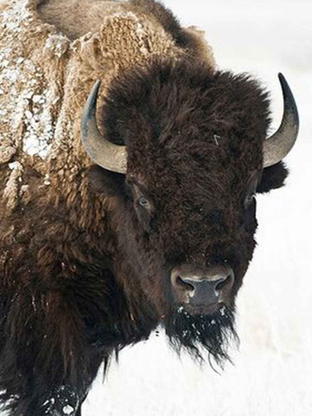 Meet the Majestic Bison Guardians of the Prairie