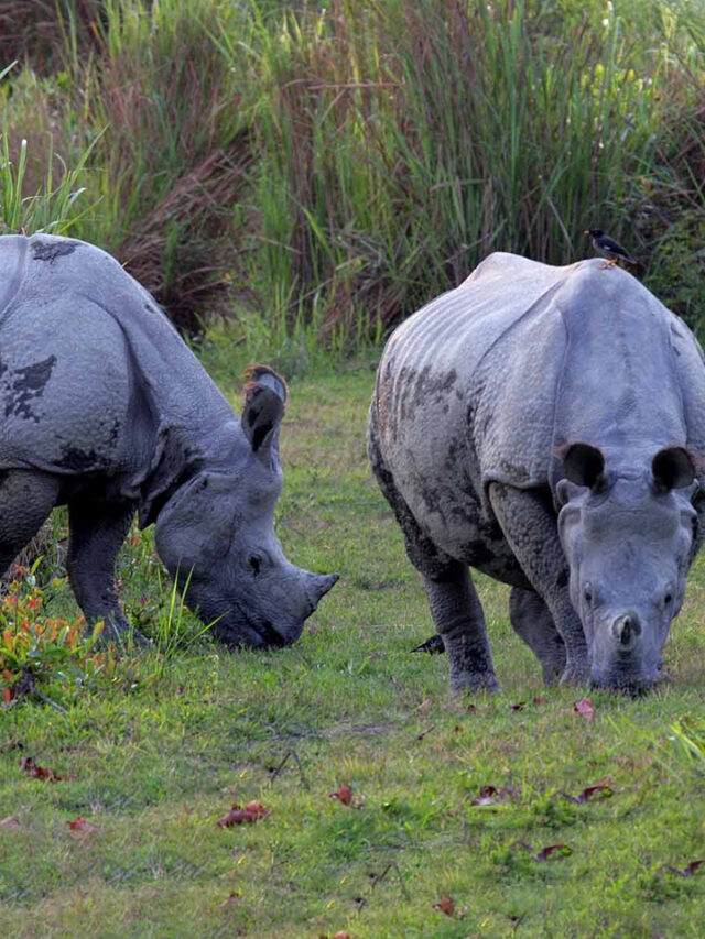 Indian One Horned Rhinos at Jaldapara National Park