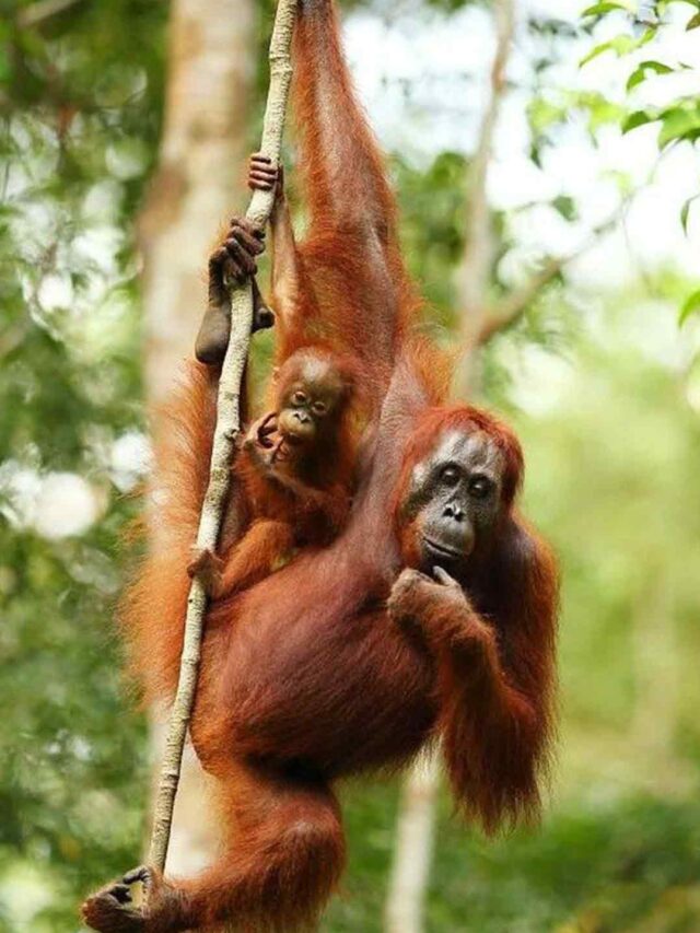 Explore the Enchanting World of Orangutans: Guardians of the Rainforest