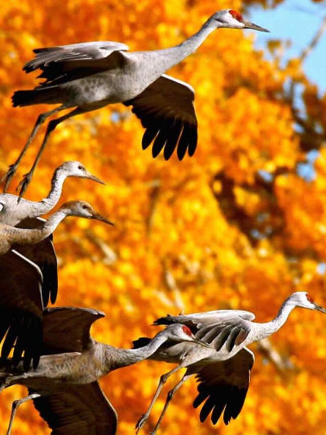 Exploring 10 Wild Bird Sanctuaries in the United States