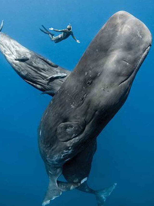 Dive into the World of Whales: Majestic Giants of the Ocean