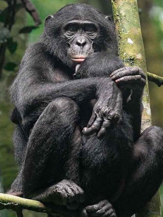 Discover the Peaceful World of Bonobos