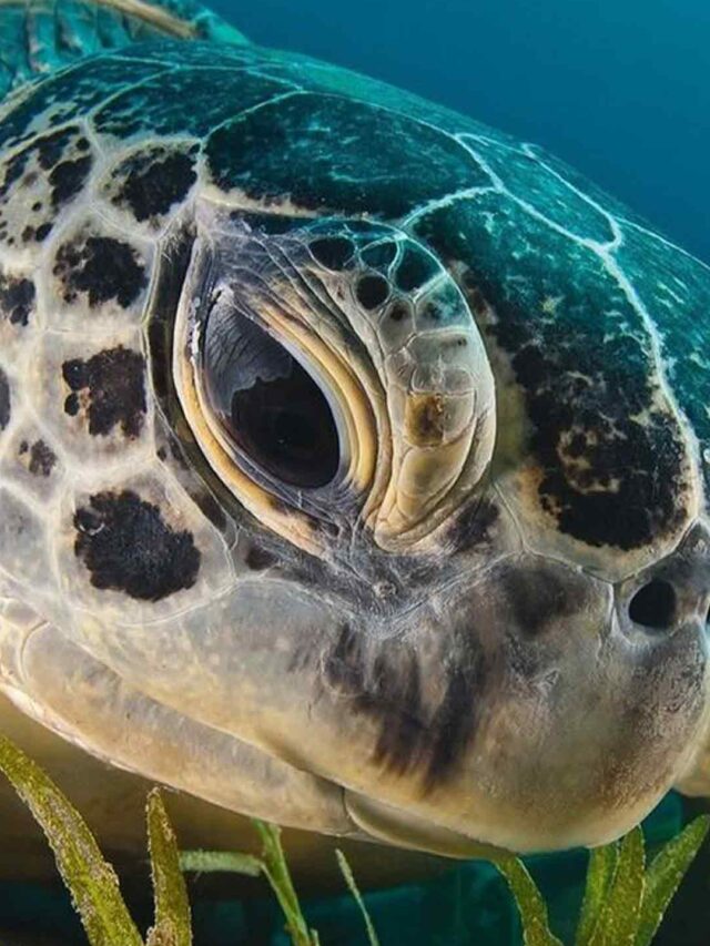 Dive into the World of Sea Turtles: Guardians of the Ocean