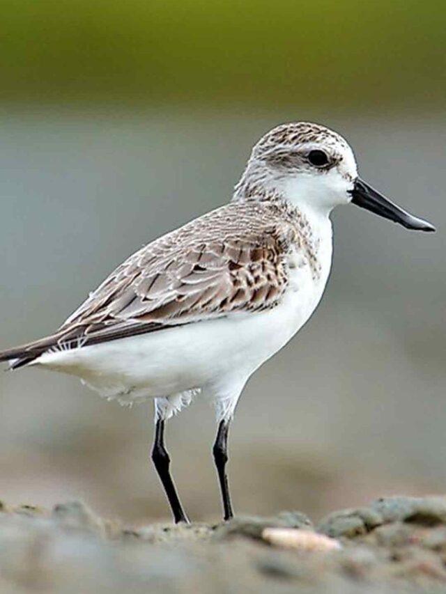 Discover the Life of Western Sandpiper Shorebirds