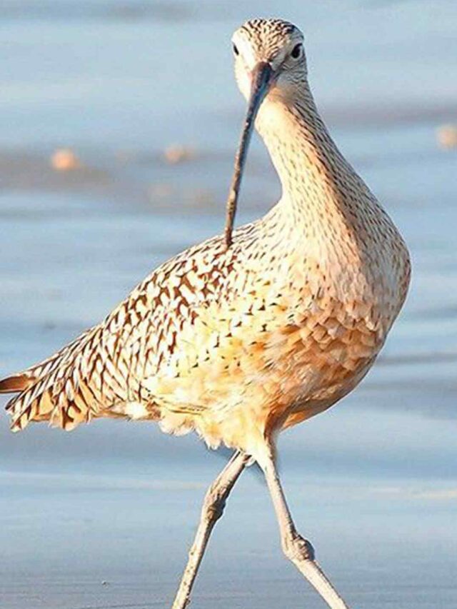 The Majestic Long Curved bill Shorebird Curlew!