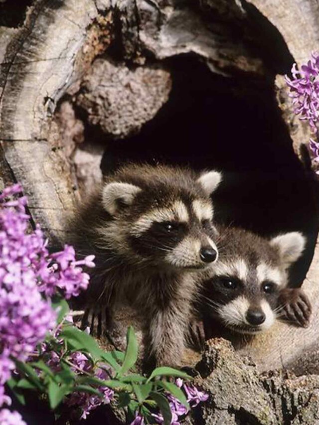 World of North American Raccoons