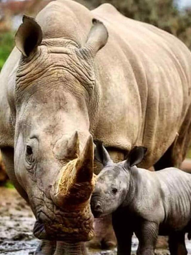 Explore the World of Rhinos Guardians of the Savanna