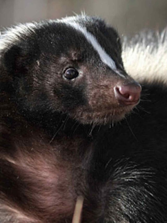 Skunks in the United State