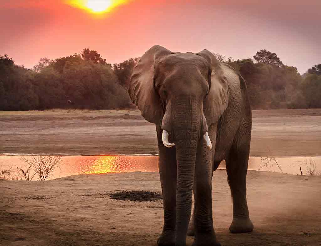 Elephant, The Gentle Giants