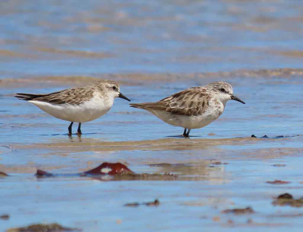 Fascinating World of Shorebirds