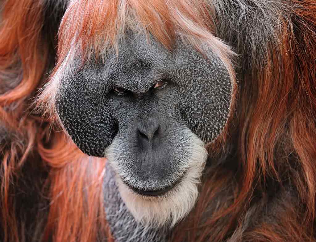 Orangutan Guardians of the Rainforest