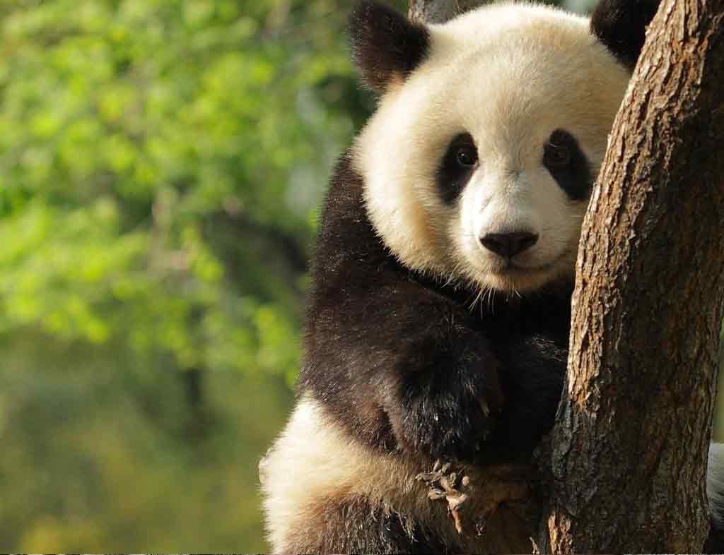 Giant Panda Conservation Efforts