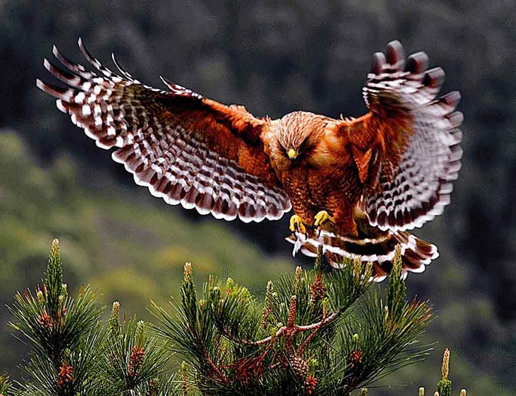 Red Tail Hawk Bird