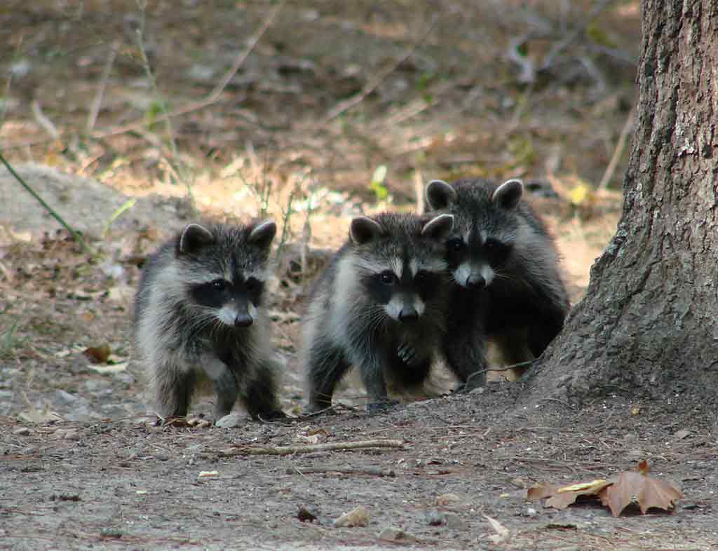 North American Raccoons