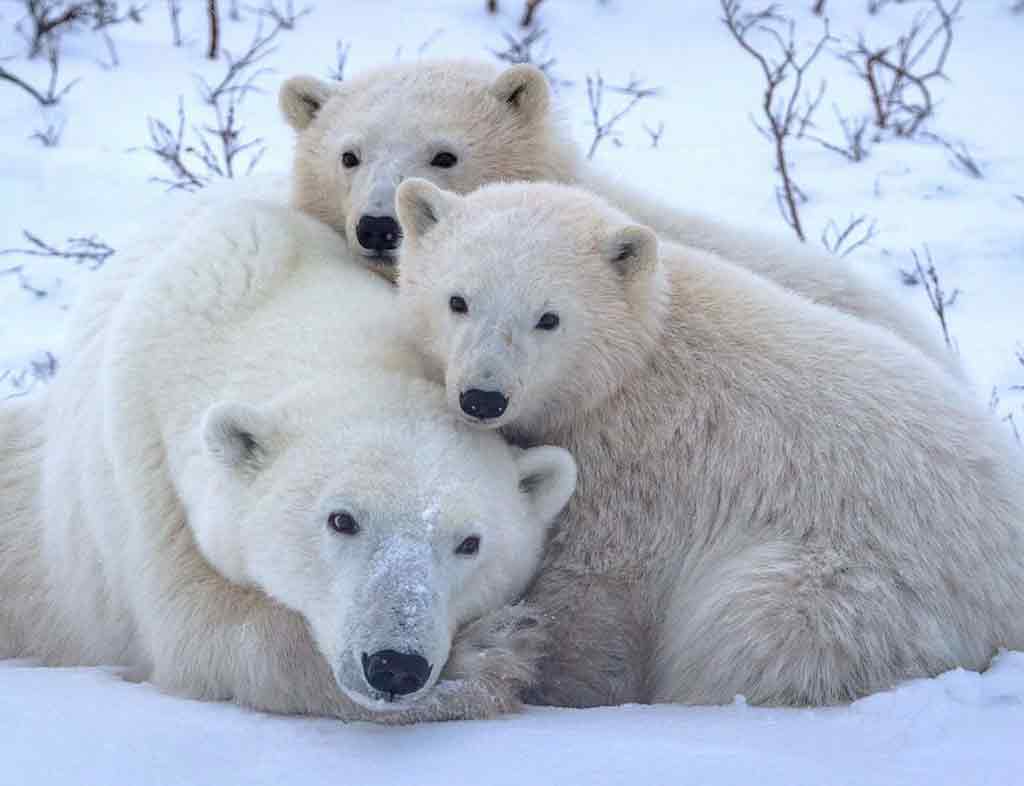 Polar Bear Icon of the Arctic