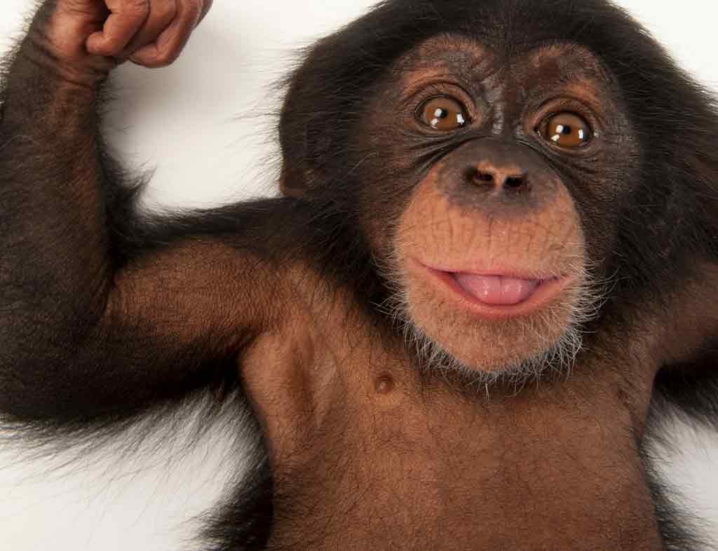 Chimpanzee, The Intelligent Primates