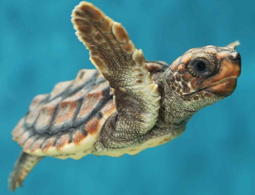 Sea Turtle Guardians of the Ocean